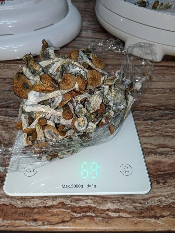 1 pound Golden teacher shrooms online